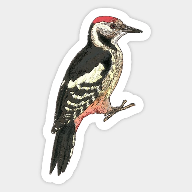 Middle spotted Woodpecker Sticker by bywhacky